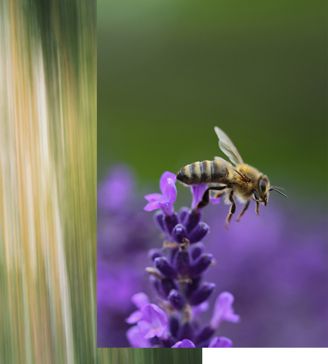 zur_makro_fotogalerie