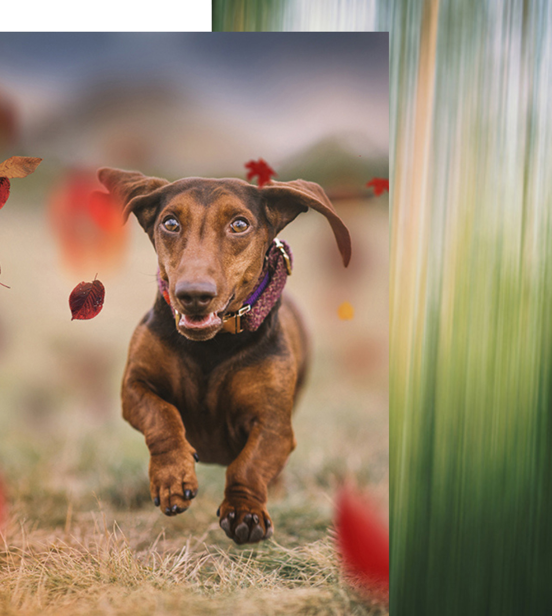 zur_tier_fotogalerie